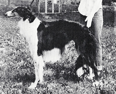 Top Obedience Borzoi 1979